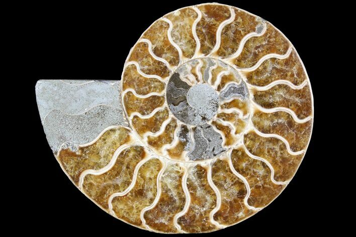 Agatized Ammonite Fossil (Half) - Madagascar #79718